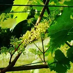 Weingut- Gästezimmer Marko Leutschach