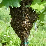 Weingut- Gästezimmer Marko Leutschach