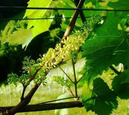 Weingut- Gaestezimmer Marko ליוצכאך