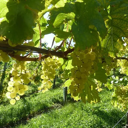 Weingut- Gaestezimmer Marko
