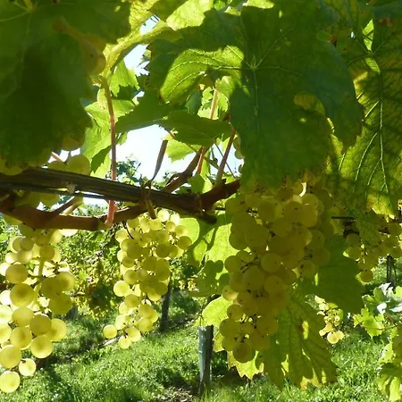 Weingut- Gaestezimmer Marko * Leutschach
