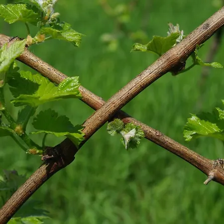 Weingut- Gaestezimmer Marko