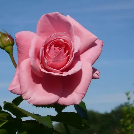 דירה Weingut- Gaestezimmer Marko