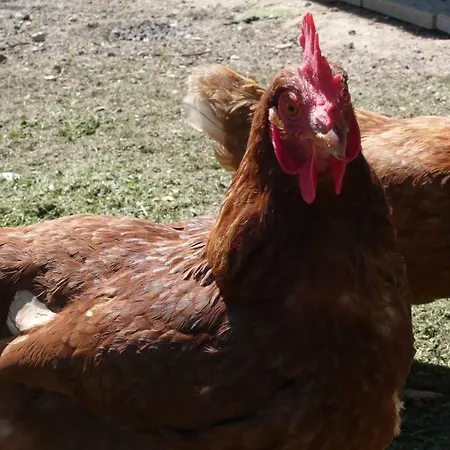 Weingut- Gaestezimmer Marko ליוצכאך