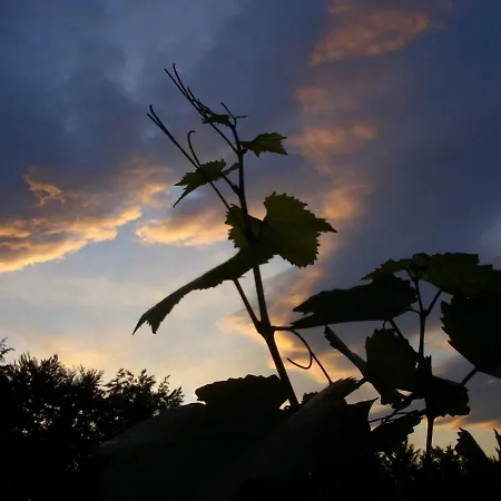 Weingut- Gaestezimmer Marko דירה *