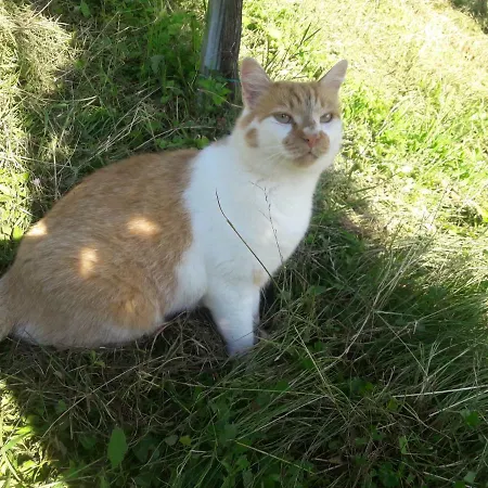 Weingut- Gaestezimmer Marko דירה