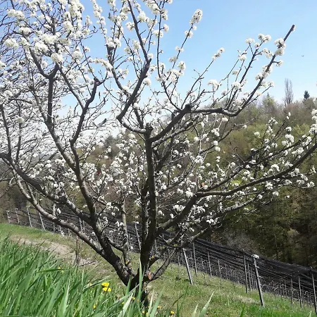 דירה Weingut- Gaestezimmer Marko