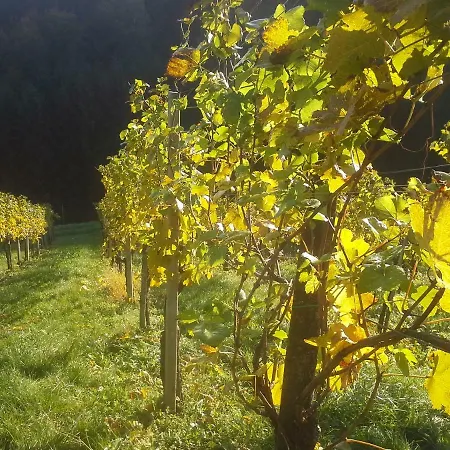 Weingut- Gaestezimmer Marko