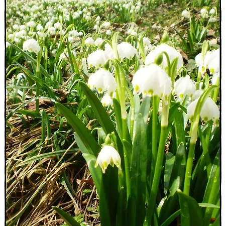 Weingut- Gaestezimmer Marko ליוצכאך