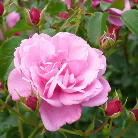 Weingut- Gaestezimmer Marko דירה