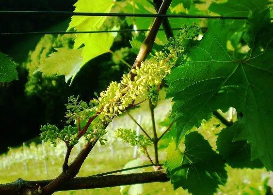 Weingut- Gaestezimmer Marko 里欧查赫
