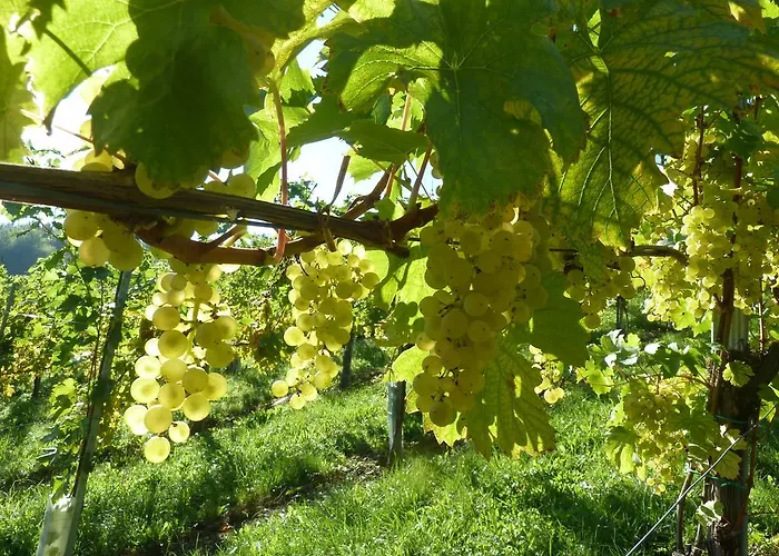 Weingut- Gaestezimmer Marko