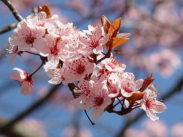 Weingut- Gaestezimmer Marko 公寓