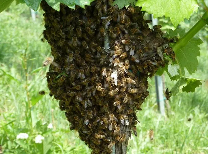 Weingut- Gaestezimmer Marko 里欧查赫