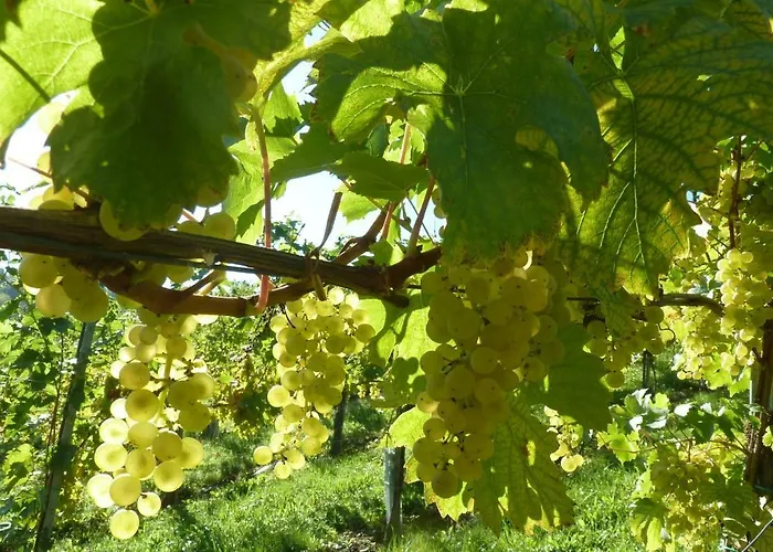 Weingut- Gaestezimmer Marko * 里欧查赫