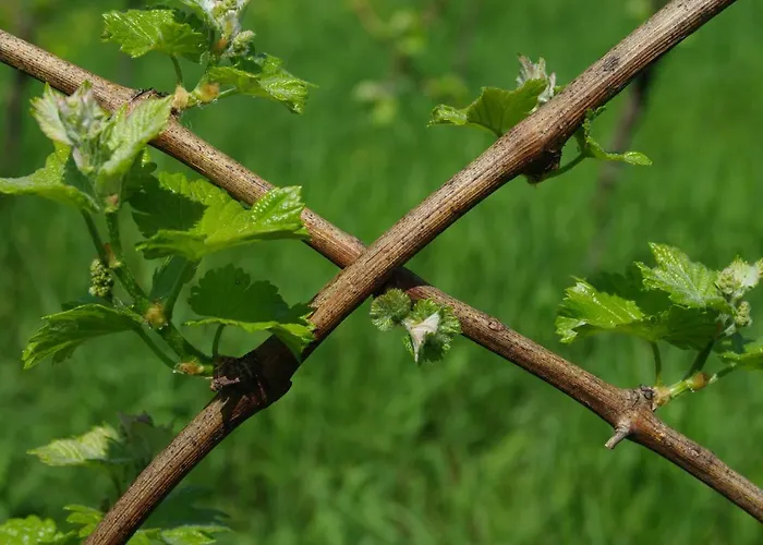 Weingut- Gaestezimmer Marko