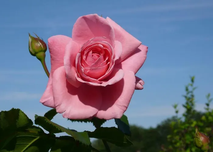 公寓 Weingut- Gaestezimmer Marko