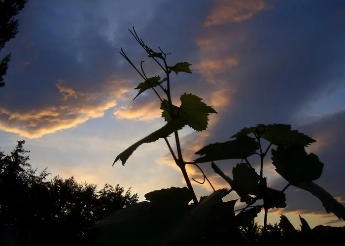 Weingut- Gaestezimmer Marko 公寓 *