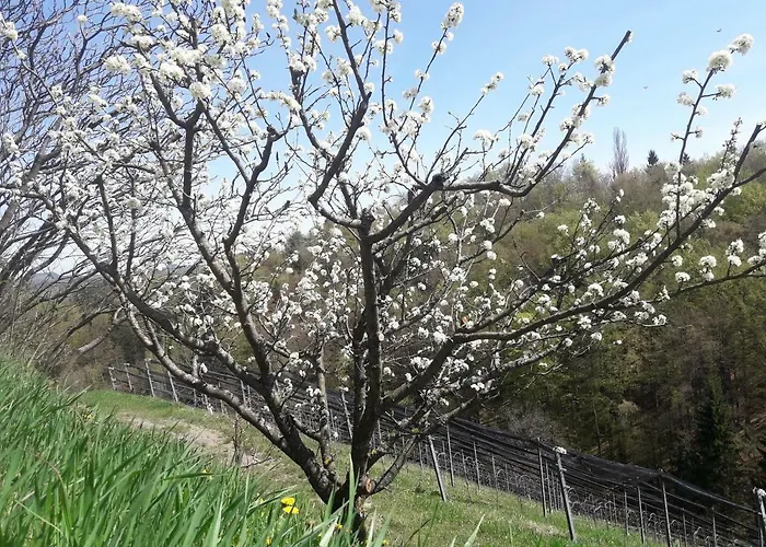 公寓 Weingut- Gaestezimmer Marko