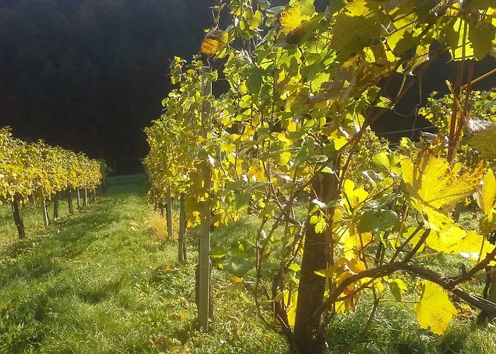 Weingut- Gaestezimmer Marko