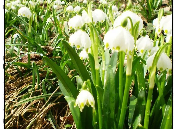 Weingut- Gaestezimmer Marko 里欧查赫