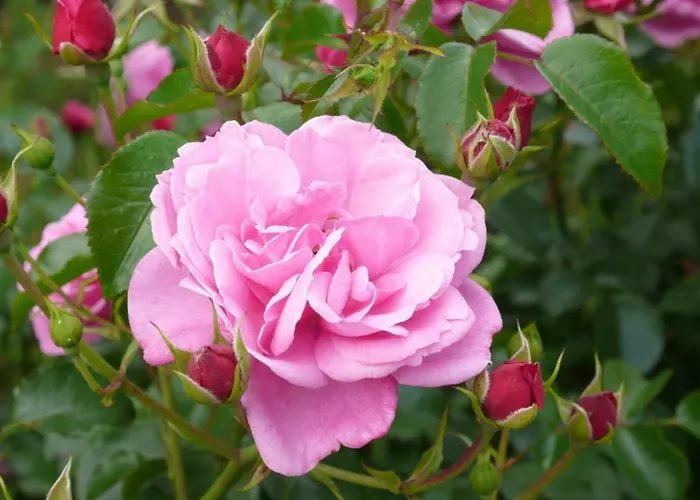 Weingut- Gaestezimmer Marko 公寓